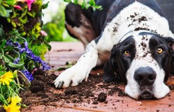 How to Keep Dogs Out of Flower Beds?