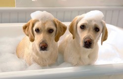 How Often Should The Puppy Take A Shower?