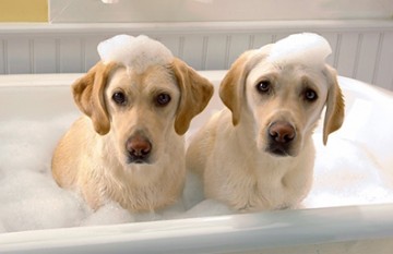 How Often Should The Puppy Take A Shower?