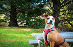 How to Put a Dog Harness on Step by Step