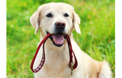 How to Stop Dog from Biting Leash