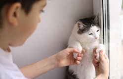 What Can I Do about My Cat Peeing On The Bed?