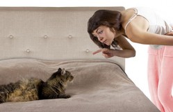 Why Do Cats Pee on The Beds? Why Do Cats Pee on The Beds?